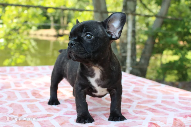 Gabby – French Bulldog puppy for sale in Greenville, TX