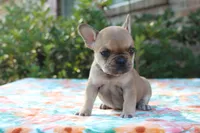 Callie, a female French Bulldog for sale in Greenville, TX – 4 of 7