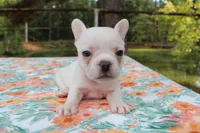 Lucy, a female French Bulldog for sale in Greenville, TX – 7 of 7