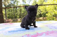 Archie, a male French Bulldog for sale in Greenville, TX – 6 of 7