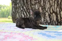 Archie, a male French Bulldog for sale in Greenville, TX – 4 of 7
