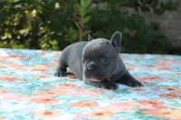 Willa, a female French Bulldog for sale in Greenville, TX – 6 of 7