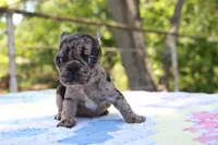 Daphne, a female French Bulldog for sale in Greenville, TX – 7 of 7