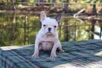 Anna, a female French Bulldog for sale in Greenville, TX – 7 of 7