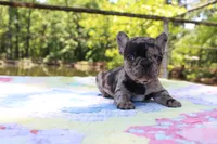 Luca, a male French Bulldog for sale in Greenville, TX – 5 of 7