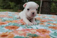 Penny, a female French Bulldog for sale in Greenville, TX – 7 of 7