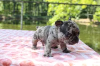 Jake- merle, a male French Bulldog for sale in Greenville, TX – 6 of 7