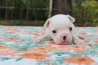 Penny, a female French Bulldog for sale in Greenville, TX – 4 of 7