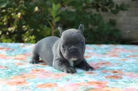 Willa, a female French Bulldog for sale in Greenville, TX – 3 of 7