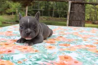 Milo, a male French Bulldog for sale in Greenville, TX – 3 of 7