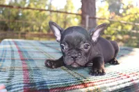 Hunter, a male French Bulldog for sale in Greenville, TX – 4 of 10