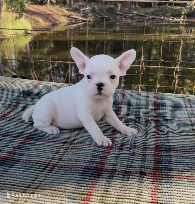 Penny – French Bulldog puppy for sale in Greenville, TX