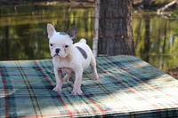 Anna, a female French Bulldog for sale in Greenville, TX – 2 of 7