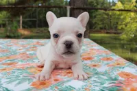 Lucy, a female French Bulldog for sale in Greenville, TX – 1 of 7