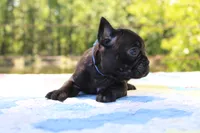 Oliver, a male French Bulldog for sale in Greenville, TX – 2 of 7