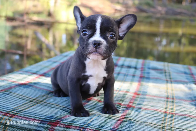 Roxy – French Bulldog puppy for sale in Greenville, TX