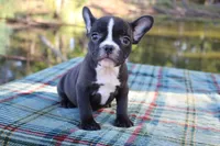 Roxy, a female French Bulldog for sale in Greenville, TX – 1 of 10
