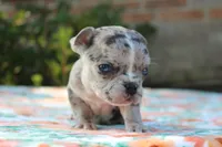 Selena, a female French Bulldog for sale in Greenville, TX – 3 of 7