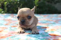 Eliza, a female French Bulldog for sale in Greenville, TX – 3 of 7