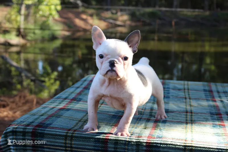 Anna – French Bulldog puppy for sale in Greenville, TX
