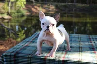 Anna, a female French Bulldog for sale in Greenville, TX – 1 of 7
