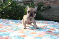 Gemma, a female French Bulldog for sale in Greenville, TX – 6 of 7