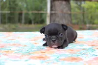 Pebbles, a female French Bulldog for sale in Greenville, TX – 7 of 7