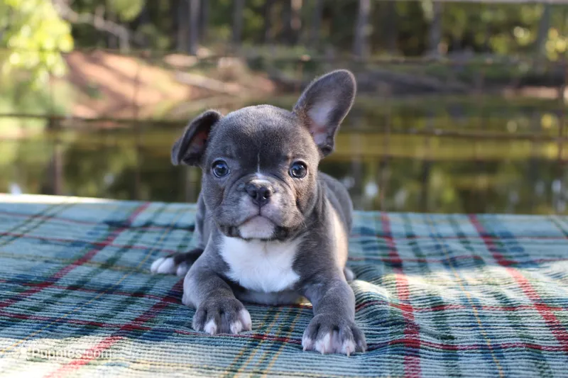 Charlie – French Bulldog puppy for sale in Greenville, TX