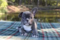 Charlie, a male French Bulldog for sale in Greenville, TX – 1 of 10