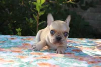 Cedar, a male French Bulldog for sale in Greenville, TX – 4 of 7