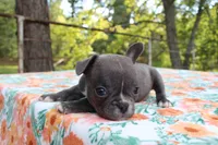 Charlie, a male French Bulldog for sale in Greenville, TX – 6 of 7