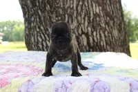 Archie, a male French Bulldog for sale in Greenville, TX – 6 of 7