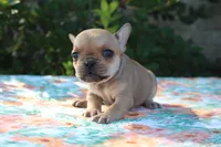 Eliza, a female French Bulldog for sale in Greenville, TX – 7 of 7