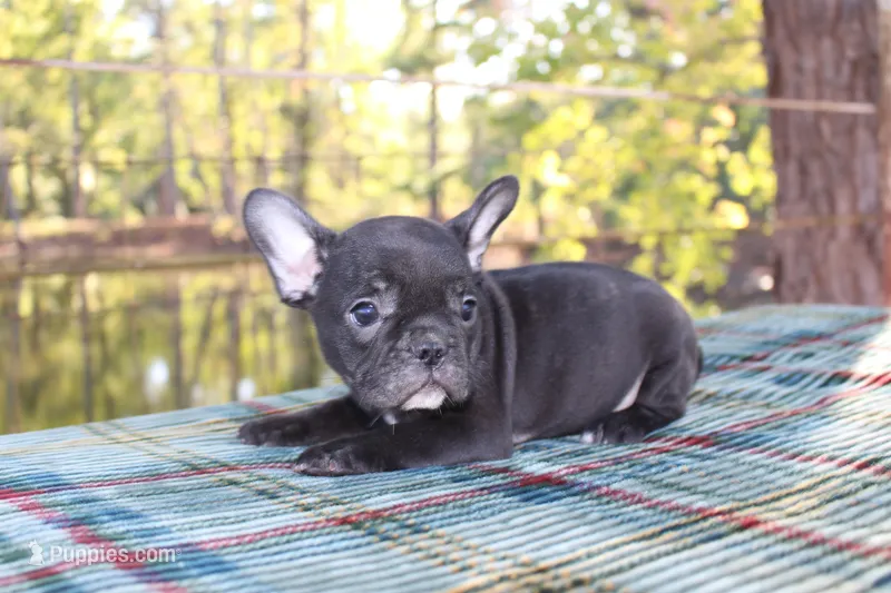 Pebbles – French Bulldog puppy for sale in Greenville, TX