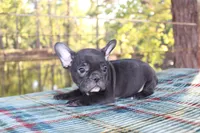 Pebbles, a female French Bulldog for sale in Greenville, TX – 1 of 8