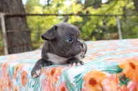 Charlie, a male French Bulldog for sale in Greenville, TX – 3 of 7