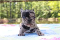 Luca, a male French Bulldog for sale in Greenville, TX – 3 of 7