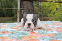 Molly, a female French Bulldog for sale in Greenville, TX – 1 of 7