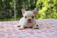 Harvey, a male French Bulldog for sale in Greenville, TX – 2 of 7