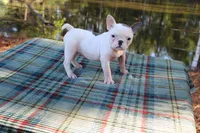 Anna, a female French Bulldog for sale in Greenville, TX – 5 of 7