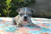 Selena, a female French Bulldog for sale in Greenville, TX – 4 of 7