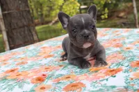 Milo, a male French Bulldog for sale in Greenville, TX – 1 of 7