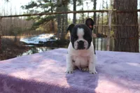 Rusty, a male French Bulldog for sale in Greenville, TX – Photo 5 of 7