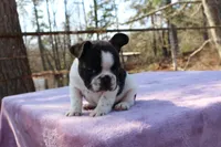 Rusty, a male French Bulldog for sale in Greenville, TX – Photo 3 of 7