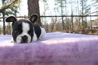Rusty, a male French Bulldog for sale in Greenville, TX – Photo 7 of 7