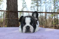 Rusty, a male French Bulldog for sale in Greenville, TX – Photo 6 of 7