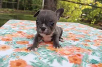 Charlie, a male French Bulldog for sale in Greenville, TX – 2 of 7