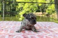 Jake- merle, a male French Bulldog for sale in Greenville, TX – 7 of 7