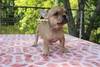 Eliza, a female French Bulldog for sale in Greenville, TX – 3 of 10