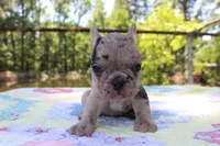 Ivy, a female French Bulldog for sale in Greenville, TX – 6 of 7